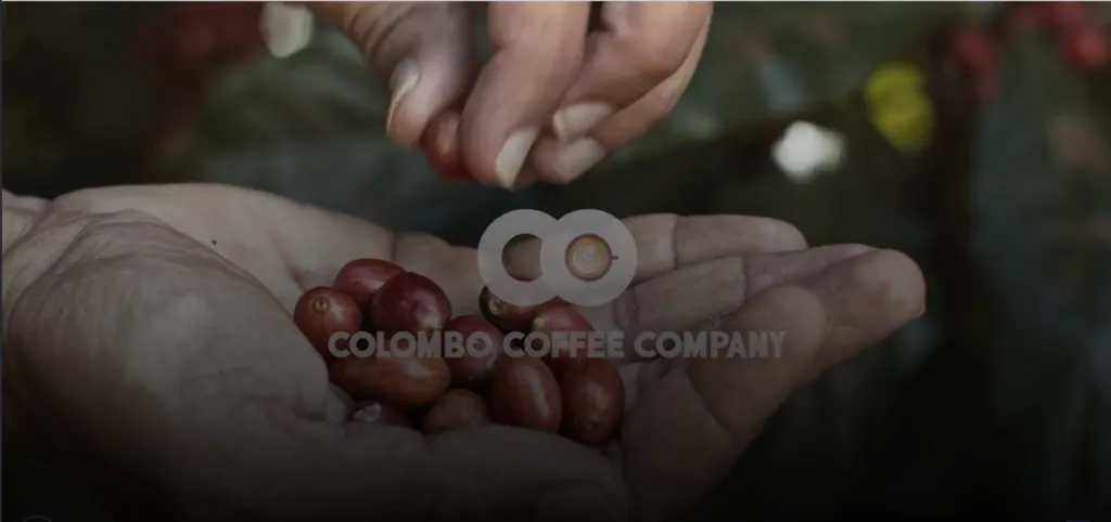 coffee company